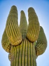 A Giant Saguaro Cactus in Saguaro National Park Royalty Free Stock Photo