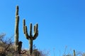 Giant Saguaro cactus in Saguaro National Park
