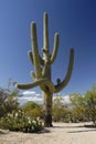 Giant Saguaro cactus in Sonoran desert Royalty Free Stock Photo