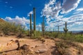 Saguaros at Sunset in Sonoran Desert near Phoenix, Arizona Royalty Free Stock Photo