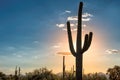 Saguaros at Sunset in Sonoran Desert near Phoenix, Arizona Royalty Free Stock Photo