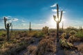 Saguaros at Sunset in Sonoran Desert near Phoenix, Arizona Royalty Free Stock Photo