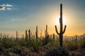 Saguaros at Sunset in Sonoran Desert near Phoenix, Arizona Royalty Free Stock Photo