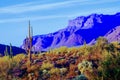 Giant Saguaro Cactus at Superstition Mountains, Arizona