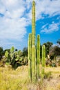 Giant saguaro cactus in Mexico.