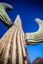 Giant Saguaro Cactus - Vertical Close-Up Royalty Free Stock Photo