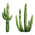 Giant Saguaro Carnegiea cactus watercolor illustration set. Desert Mexican western American plants from Arizona