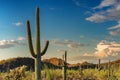 A Giant Saguaro at sunset in Saguaro National Park, near Tucson Royalty Free Stock Photo