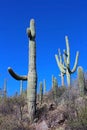 Giant Saguaro Warriors, Saguaro National Park Royalty Free Stock Photo