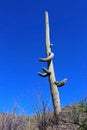 Giant Saguaro Warriors, Saguaro National Park Royalty Free Stock Photo