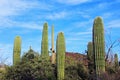 Giant Saguaros, Saguaro National Park Royalty Free Stock Photo