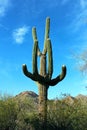 Giant Saguaros, Saguaro National Park Royalty Free Stock Photo