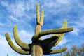 Giant Saguaros, Saguaro National Park Royalty Free Stock Photo