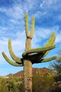 Giant Saguaros, Saguaro National Park Royalty Free Stock Photo