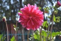 Giant salmon-pink darling is as beautiful Dahlia \'Islander\'