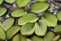 Giant salvinia Royalty Free Stock Photo