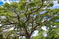 Giant Saman Tree on St Kitts Royalty Free Stock Photo
