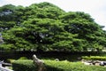 Giant samanea saman plants or large massive rain trees or big monkey pod tree over 100 years old in garden park for thai people Royalty Free Stock Photo