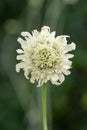 Giant Scabious Cephalaria gigantea, creamy yellow flower