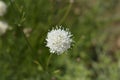 Giant scabious