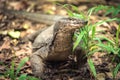 Giant monitor lizard in Palawan Philippines