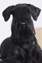 Giant Schnauzer