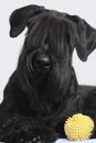 Giant Schnauzer Royalty Free Stock Photo