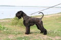 Giant Schnauzer Royalty Free Stock Photo