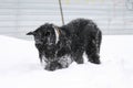 Giant Schnauzer bury a toy in the snow