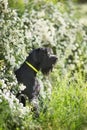 Giant schnauzer close up