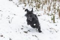 Giant schnauzer dog with black fur running and jumping towards camera in winter with snow in fog weather, Germany