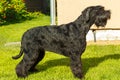 Giant Schnauzer dog. Royalty Free Stock Photo