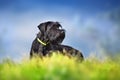 Giant schnauzer dog