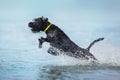 Dog play in water Royalty Free Stock Photo