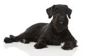 Giant schnauzer dog Royalty Free Stock Photo