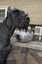 Giant Schnauzer Just Got a Drink