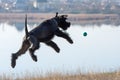 Giant Schnauzer, known as Riesenschnauzer, jumps for the ball. Dog training