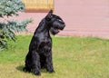 Giant Schnauzer looks left.