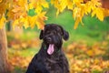 Giant Schnauzer portrait