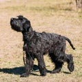 Giant Schnauzer or Riesenschnauzer dog outdoor