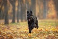 Giant schnauzer Run