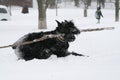 Giant schnauzer runs gallop with an aport in snow Royalty Free Stock Photo