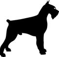 Giant Schnauzer silhouette Royalty Free Stock Photo