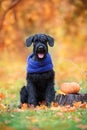 Giant Schnauzer sitting in autumn park