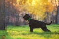 Giant Schnauzer standing