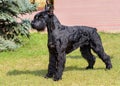 Giant Schnauzer looks ahead.