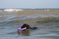 Giant Schnauzer stands with a puller on the surf line in the waves in the sea