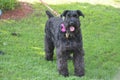 Giant schnauzer female pet going for a walk.