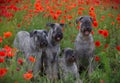 Four dogs - Giant Schnauzers Royalty Free Stock Photo