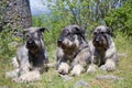 Four dogs - Giant Schnauzers Royalty Free Stock Photo